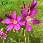 Rosiczka Drosera REGIA - the King sundew, pink flower