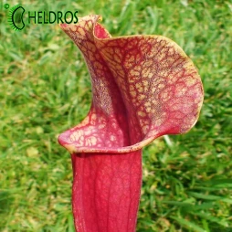 Sarracenia 'SMOORIE' - nice