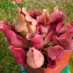 Sarracenia PURPUREA