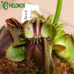 CEPHALOTUS QUEEN MARY - 10 rare seeds