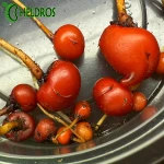 Drosera RUPICOLA
