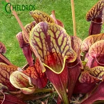 Sarracenia DRACULA