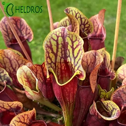 Sarracenia DRACULA