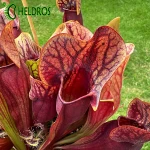Sarracenia DRACULA