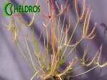 Drosera-BINATA-MULTIFIDA-flower-Rosiczka-MULTIFIDA