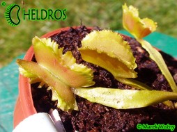 Dionaea Muscipula FIRE MOUTH - AF6