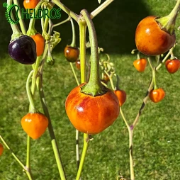 Pepper Chili GOLDEN NUGGET - 10 seeds
