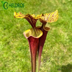 MK F55 Sarracenia Flava var. Rubricorpora, Marston Exotics