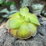 Pinguicula CYCLOSECTA (Dulces Nombres, Nuevo León)