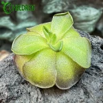 Pinguicula CYCLOSECTA (Dulces Nombres, Nuevo León)