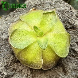 Pinguicula CYCLOSECTA (Dulces Nombres, Nuevo León)
