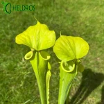 MK F72 Sarracenia Flava var. rugelii, Giant form, large lid (F38,JA), has red edge to lid