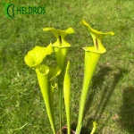 MK F72 Sarracenia Flava var. rugelii, Giant form, large lid (F38,JA), has red edge to lid