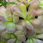 TŁUSTOSZ Pinguicula AGNATA x JAUMAVENSIS