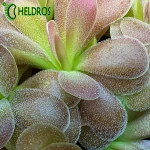 Pinguicula AGNATA x JAUMAVENSIS