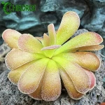 Pinguicula AGNATA x JAUMAVENSIS