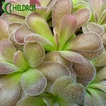 TŁUSTOSZ Pinguicula AGNATA x JAUMAVENSIS