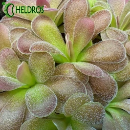 Pinguicula AGNATA x JAUMAVENSIS