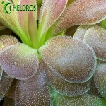 TŁUSTOSZ Pinguicula AGNATA x JAUMAVENSIS