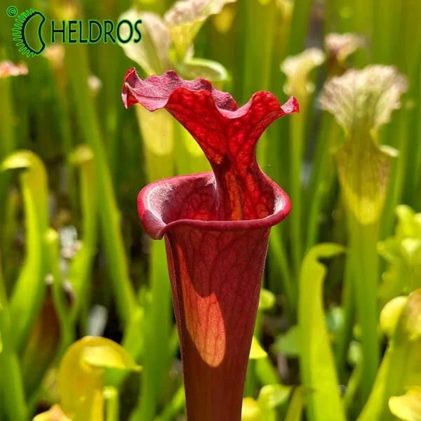 Kapturnica MK H168 Sarracenia x moorei, all red