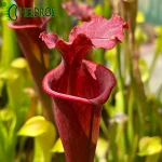 Kapturnica MK H168 Sarracenia x moorei, all red