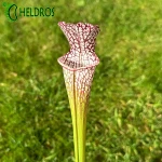 MK L28 Sarracenia Leucophylla Red  white. Large pitchers with a red peristome.