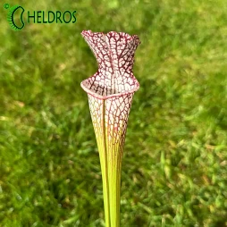 MK L28 Sarracenia Leucophylla Red & white
