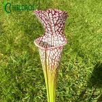 MK L28 Sarracenia Leucophylla Red  white. Large pitchers with a red peristome.