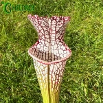 MK L28 Sarracenia Leucophylla Red  white. Large pitchers with a red peristome.