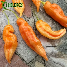 Pepper Chili SUGAR RUSH STRIPEY - 10 seeds