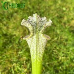 MK L78 Sarracenia Leucophylla Santa Rosa