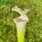MK L78 Sarracenia Leucophylla Santa Rosa