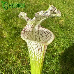 MK L78 Sarracenia Leucophylla Santa Rosa