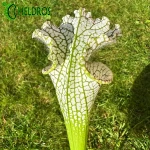 MK L78 Sarracenia Leucophylla Santa Rosa
