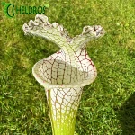 MK L78 Sarracenia Leucophylla Santa Rosa