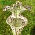 MK L78 Sarracenia Leucophylla Santa Rosa