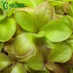 Pinguicula spec. TONALA