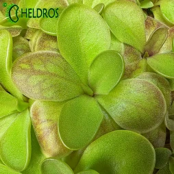 Pinguicula spec. TONALA