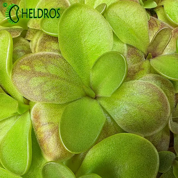 Pinguicula spec. TONALA