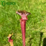 MK F85 Sarracenia var. ornata Cooks Bayou