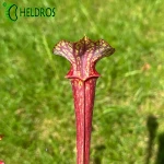 MK F85 Sarracenia var. ornata Cooks Bayou