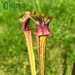 MK F85 Sarracenia var. ornata Cooks Bayou