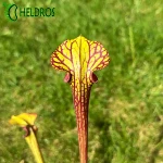 MK F85 Sarracenia var. ornata Cooks Bayou