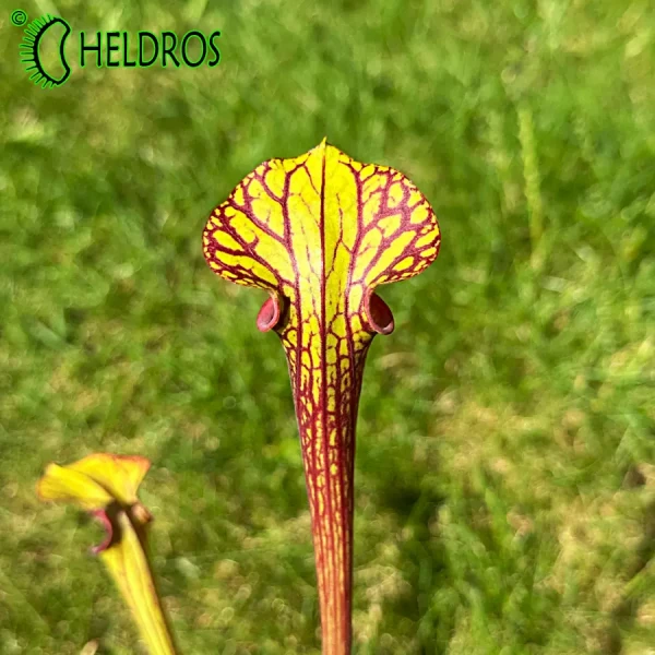 MK F85 Sarracenia var. ornata Cooks Bayou