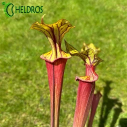 MK F25A Sarracenia rubricorpora 'Claret'
