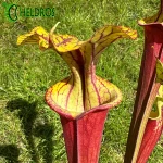 MK F25A Sarracenia Flava var. rubricorpora claret,MS