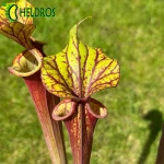 MK F25A Sarracenia Flava var. rubricorpora claret,MS