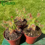 Drosera SCORPIOIDES