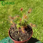 Drosera SCORPIOIDES