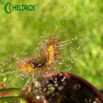 Drosera SCORPIOIDES